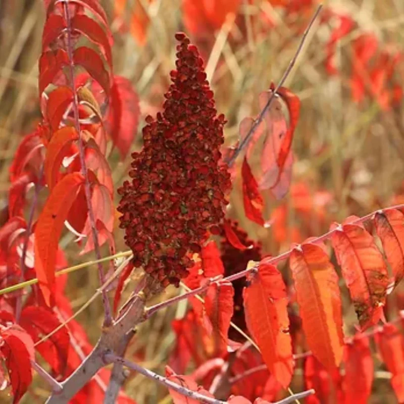 2 Priarie Flame-Leaf Sumac Trees Live Plants Bareroots, 12-18 Inches Tall, Sumac Plants Change Color In Fall, Deciduous Shrub Small Tree Plant for Garden