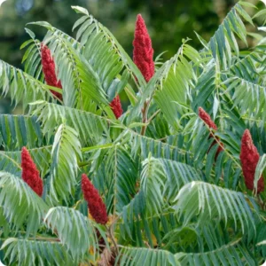 2 Priarie Flame-Leaf Sumac Trees Live Plants Bareroots, 12-18 Inches Tall, Sumac Plants Change Color In Fall, Deciduous Shrub Small Tree Plant for Garden