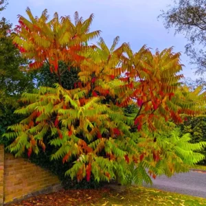 2 Priarie Flame-Leaf Sumac Trees Live Plants Bareroots, 12-18 Inches Tall, Sumac Plants Change Color In Fall, Deciduous Shrub Small Tree Plant for Garden