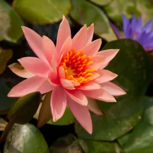 Water Lily Plant Live Full Grown or Large Bulb, Nymphaea Plant Live, Winter Cold Hardy Water Lily Flowers, Aquarium Plants Live, Fresh Water Aquatic Plants for Pond