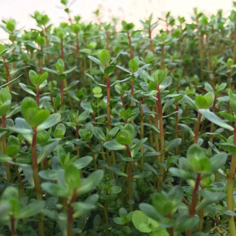 Live Aquarium Plants Freshwater for Tank Beginner, Aquarium Plants Live, Fresh Water Aquatic Plants for Pond