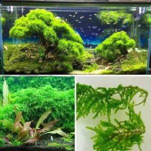 Live Aquarium Plants Freshwater for Tank Beginner, Aquarium Plants Live, Fresh Water Aquatic Plants for Pond