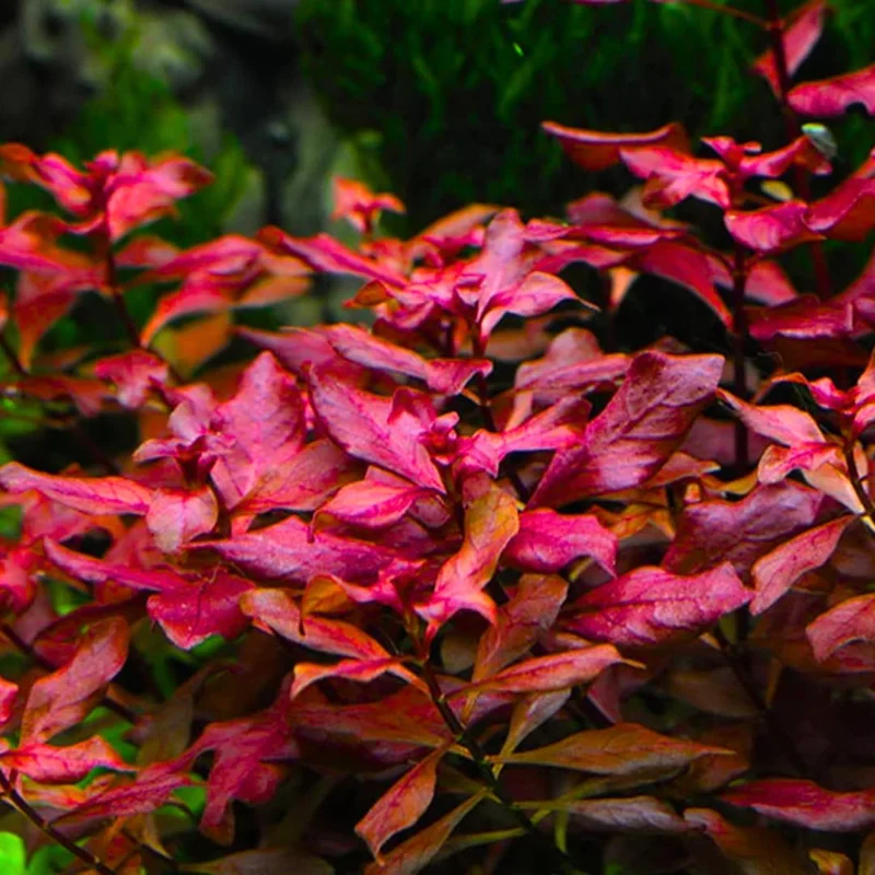 Live Aquarium Plants Freshwater for Tank Beginner, Aquarium Plants Live, Fresh Water Aquatic Plants for Pond