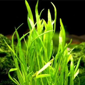 Live Aquarium Plants Freshwater for Tank Beginner, Aquarium Plants Live, Fresh Water Aquatic Plants for Pond