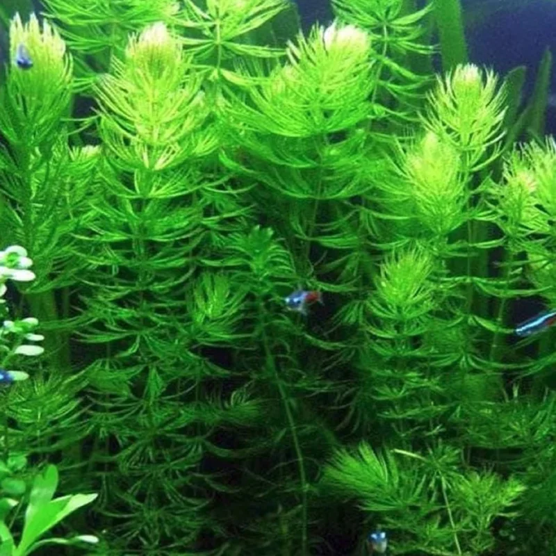 Live Aquarium Plants Freshwater for Tank Beginner, Aquarium Plants Live, Fresh Water Aquatic Plants for Pond