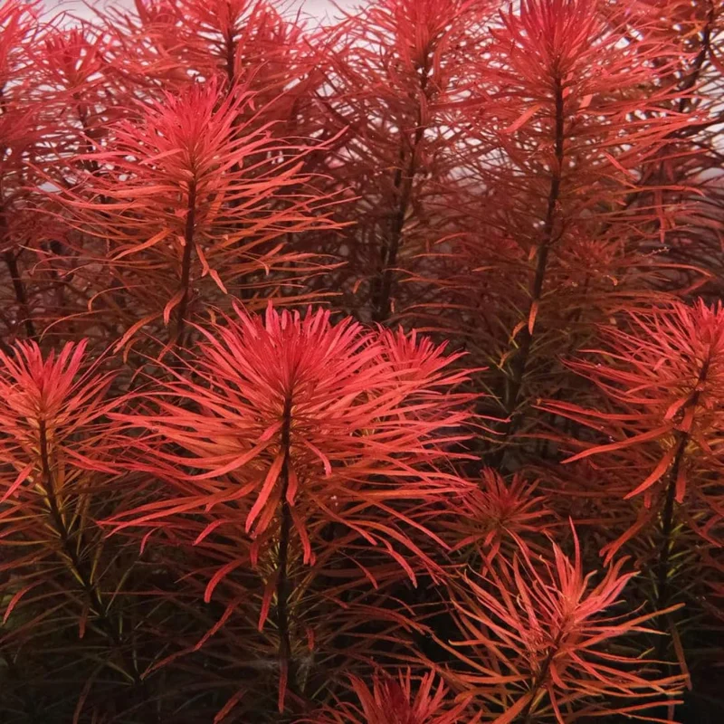 Live Aquarium Plants Freshwater for Tank Beginner, Aquarium Plants Live, Fresh Water Aquatic Plants for Pond