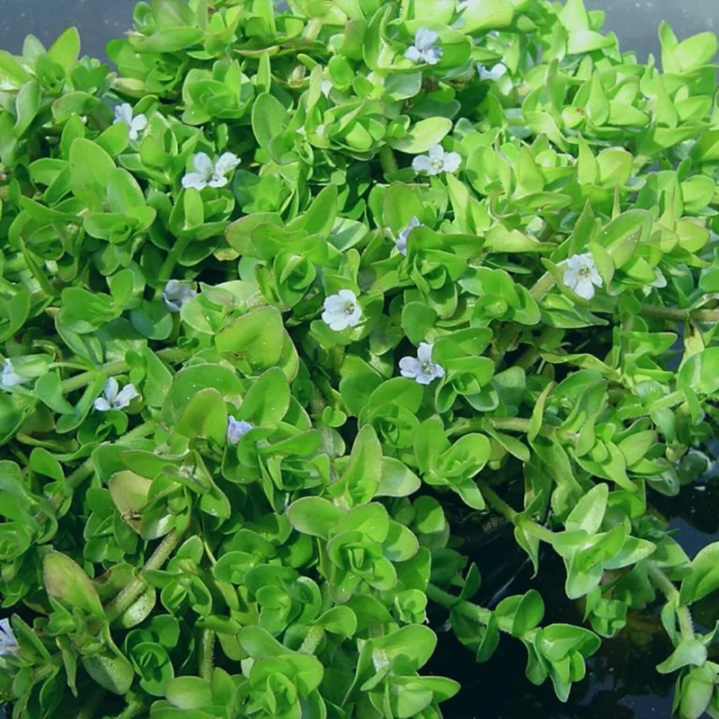 Live Aquarium Plants Freshwater for Tank Beginner, Aquarium Plants Live, Fresh Water Aquatic Plants for Pond
