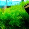 Set of Live Aquarium Plant Tropical Freshwater Decorations, Fresh Water Aquatic Plants for Pond, Aquarium Plants Live for Tank Beginner