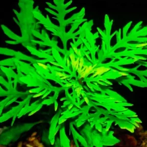Pack Aquarium Plants Live Tropical Freshwater Decorations, Easy for Tank Beginner, Aquatic Plants for Pond