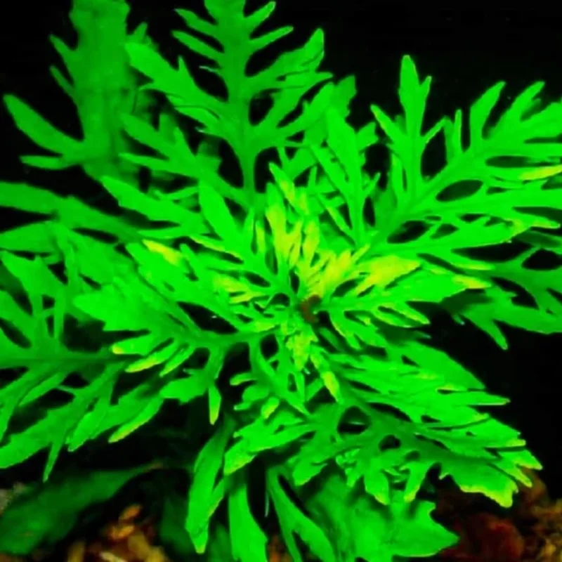 Pack Aquarium Plants Live Tropical Freshwater Decorations, Easy for Tank Beginner, Aquatic Plants for Pond
