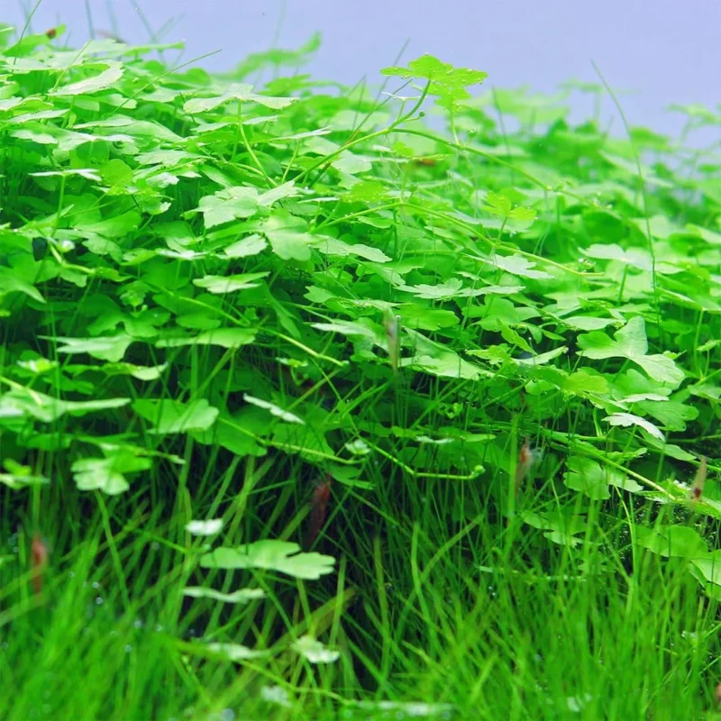 Pack Aquarium Plants Live Tropical Freshwater Decorations, Easy for Tank Beginner, Aquatic Plants for Pond
