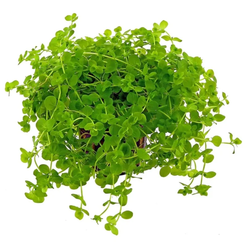 Pack Aquarium Plants Live Tropical Freshwater Decorations, Easy for Tank Beginner, Aquatic Plants for Pond