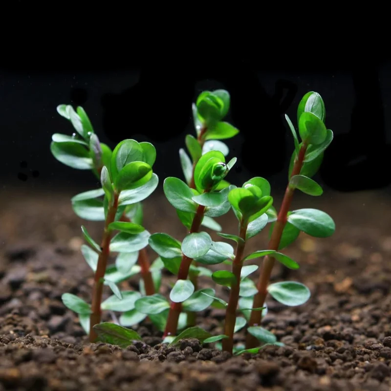 Pack Aquarium Plants Live Tropical Freshwater Decorations, Easy for Tank Beginner, Aquatic Plants for Pond