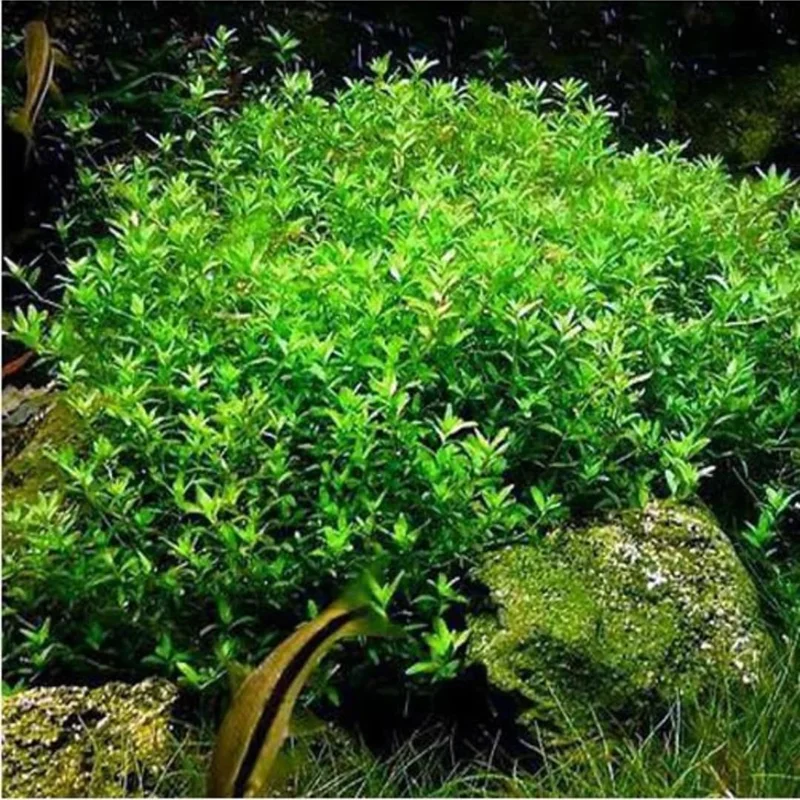 Pack Aquarium Plants Live Tropical Freshwater Decorations, Easy for Tank Beginner, Aquatic Plants for Pond