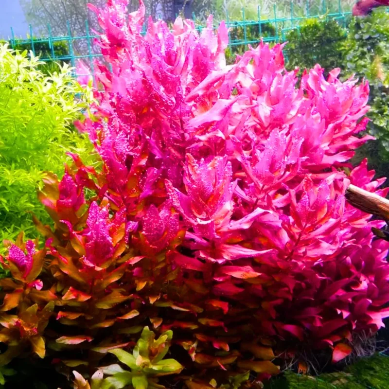 Live Pack Aquarium Plants Tropical Freshwater Decorations, Easy for Tank Beginner, Aquatic Plants for Pond