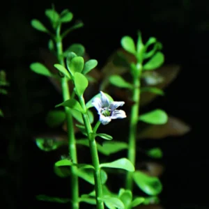 Live Pack Aquarium Plants Tropical Freshwater Decorations, Easy for Tank Beginner, Aquatic Plants for Pond