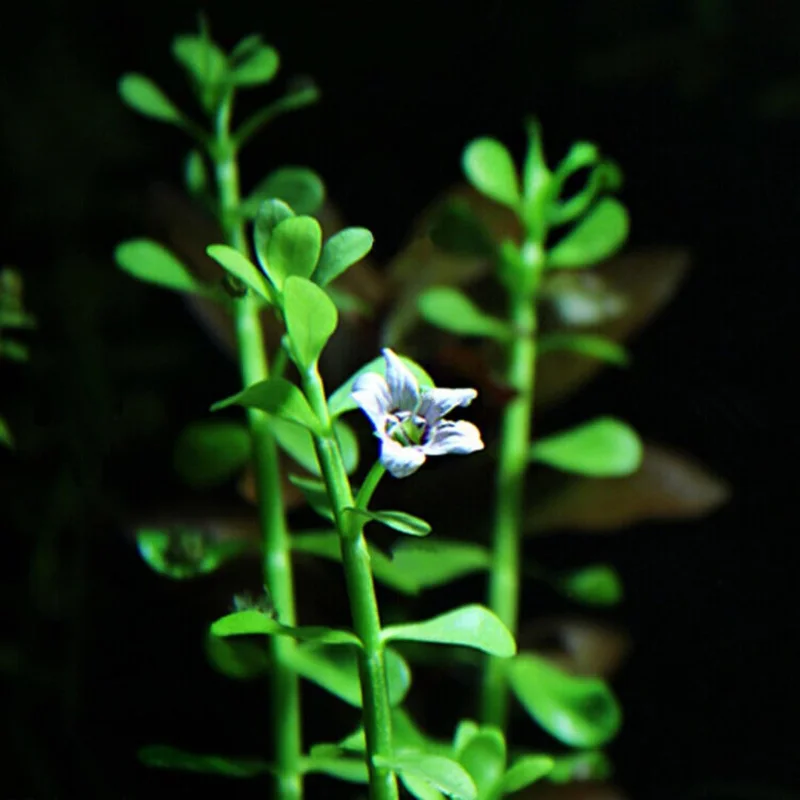 Live Pack Aquarium Plants Tropical Freshwater Decorations, Easy for Tank Beginner, Aquatic Plants for Pond