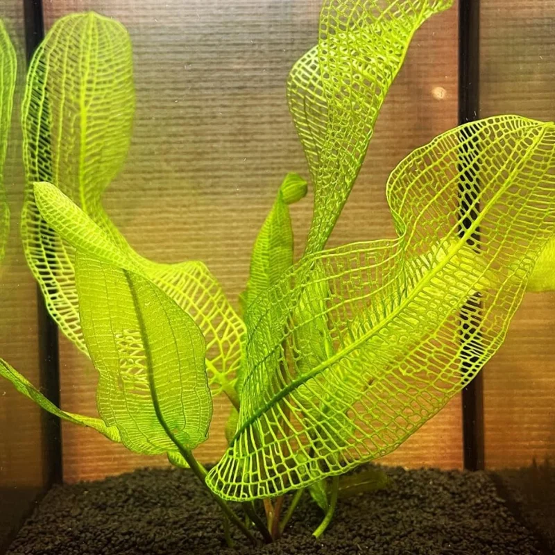 Live Pack Aquarium Plants Tropical Freshwater Decorations, Easy for Tank Beginner, Aquatic Plants for Pond