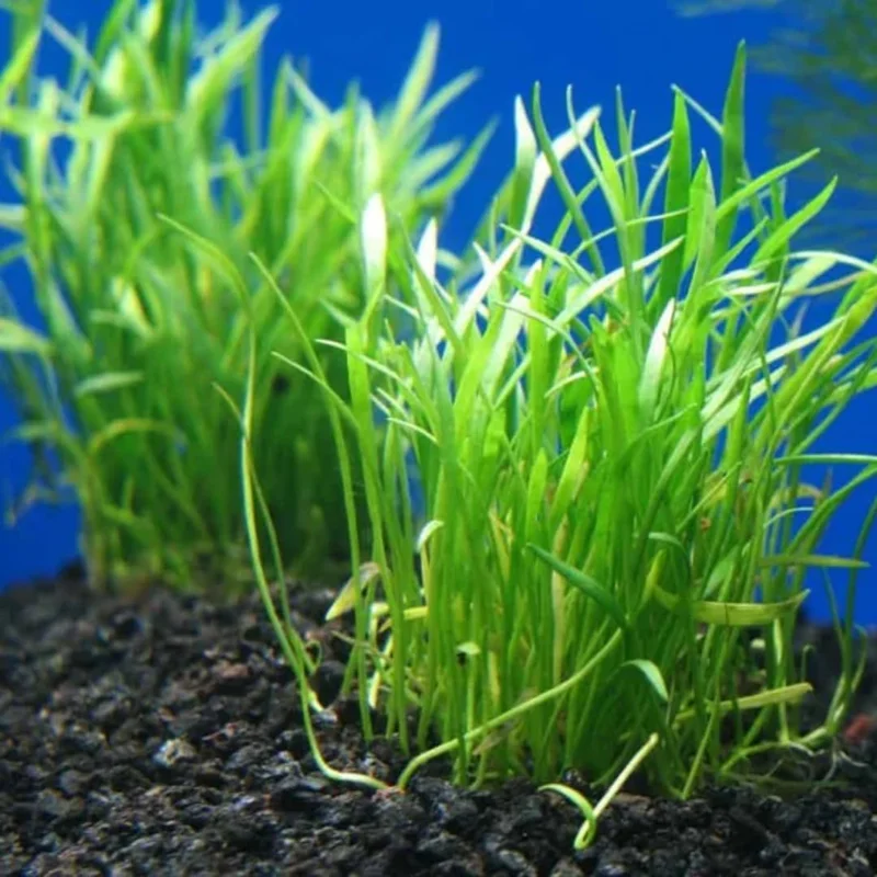 Tropical Freshwater Decorations Live Pack Aquarium Plants, Easy for Tank Beginner