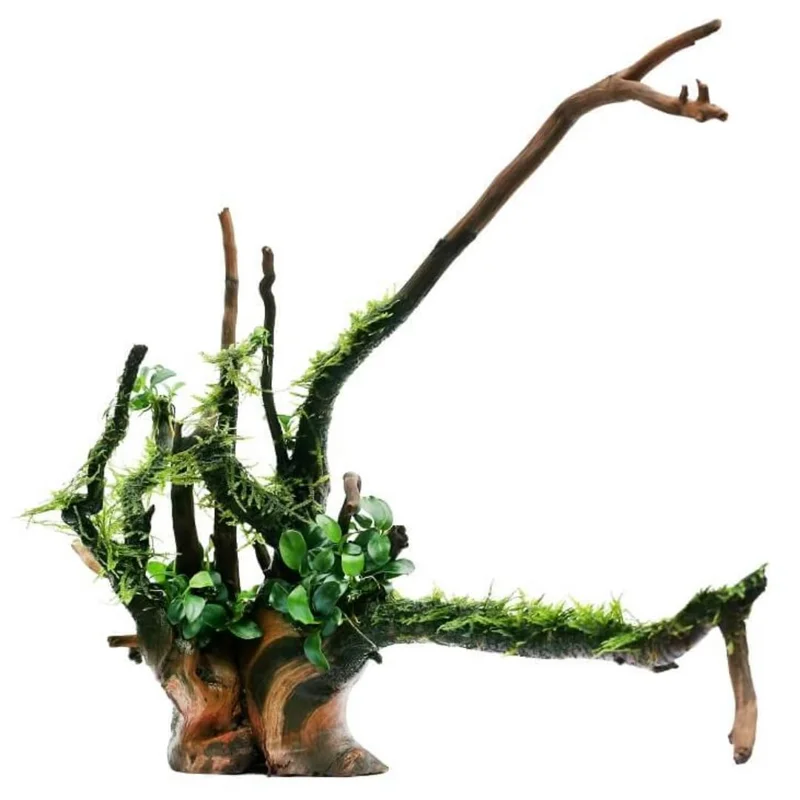 Tropical Freshwater Decorations Live Pack Aquarium Plants, Easy for Tank Beginner