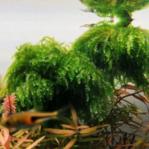 Tropical Freshwater Decorations Live Pack Aquarium Plants, Easy for Tank Beginner