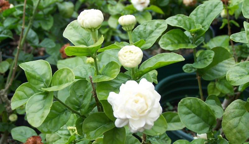 Grand Duke of Tuscany Jasmine