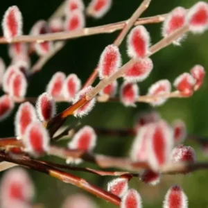 10 Pcs Pink Pussy Willow Cuttings, 8-10 Inches, Live Ornamental Willow Plant Live, Pussy Willow Tree Live Plant