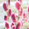 5 Pink Pussy Willow Cuttings, Pussy Willow Live Plants for Gardens, 8-10 Inc Tall, Cut Flowers Pussy Willow Tree Live Plant