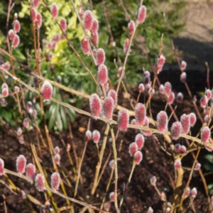 5 Pink Pussy Willow Cuttings, Pussy Willow Live Plants for Gardens, 8-10 Inc Tall, Cut Flowers Pussy Willow Tree Live Plant