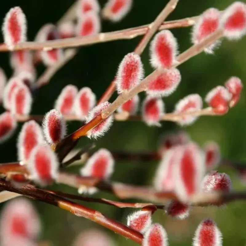 5 Pink Pussy Willow Cuttings, Pussy Willow Live Plants for Gardens, 8-10 Inc Tall, Cut Flowers Pussy Willow Tree Live Plant