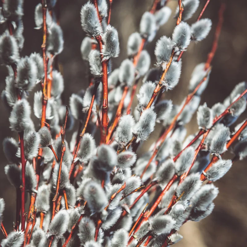 5 Pussy Willow Cuttings, Pussy Willow Live Plants for Gardens, 8-10 Inc Tall, Cut Flowers Pussy Willow Tree Live Plant