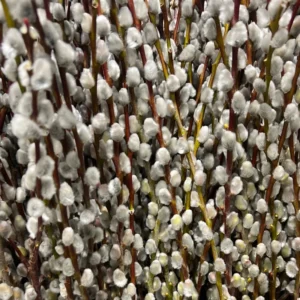 5 Pussy Willow Cuttings, Pussy Willow Live Plants for Gardens, 8-10 Inc Tall, Cut Flowers Pussy Willow Tree Live Plant