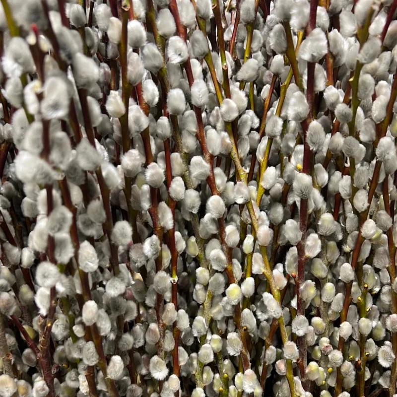 5 Pussy Willow Cuttings, Pussy Willow Live Plants for Gardens, 8-10 Inc Tall, Cut Flowers Pussy Willow Tree Live Plant