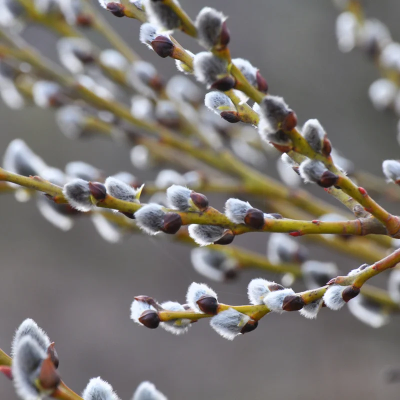 5 Pussy Willow Cuttings, Pussy Willow Live Plants for Gardens, 8-10 Inc Tall, Cut Flowers Pussy Willow Tree Live Plant