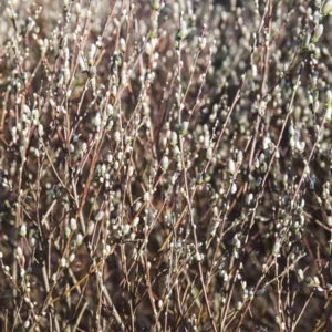 5 Pussy Willow Cuttings, Pussy Willow Live Plants for Gardens, 8-10 Inc Tall, Cut Flowers Pussy Willow Tree Live Plant