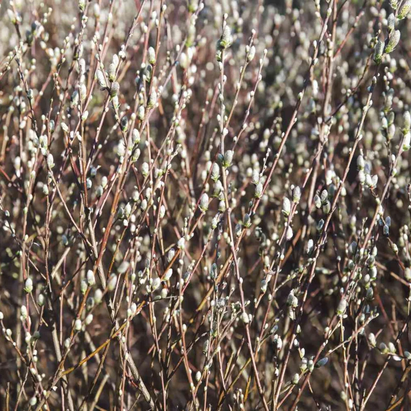 5 Pussy Willow Cuttings, Pussy Willow Live Plants for Gardens, 8-10 Inc Tall, Cut Flowers Pussy Willow Tree Live Plant
