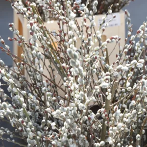10 Pcs Pussy Willow Cuttings, 8-10 Inches, Live Ornamental Willow Plant Live, Pussy Willow Tree Live Plant