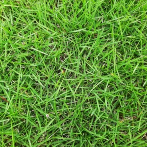 1/8 Lb Zenith Zoysia Grass Seeds For Lawn, Green Zoysia Seed for Planting, Fresh Zoysia Seeds To Grow Groundcover