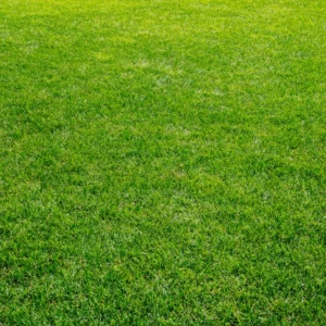 5000 Zenith Zoysia Grass Seeds For Lawn, Green Zoysia Seed for Planting, Fresh Zoysia Seeds To Grow Groundcover