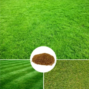 1/8 Lb Zenith Zoysia Grass Seeds For Lawn, Green Zoysia Seed for Planting, Fresh Zoysia Seeds To Grow Groundcover