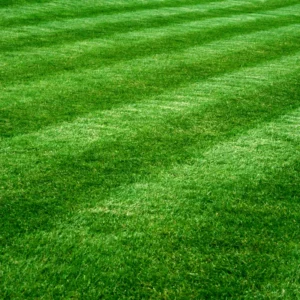 1/8 Lb Zenith Zoysia Grass Seeds For Lawn, Green Zoysia Seed for Planting, Fresh Zoysia Seeds To Grow Groundcover