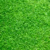 5000 Zenith Zoysia Grass Seeds For Lawn, Green Zoysia Seed for Planting, Fresh Zoysia Seeds To Grow Groundcover