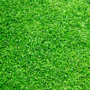5000 Zenith Zoysia Grass Seeds For Lawn, Green Zoysia Seed for Planting, Fresh Zoysia Seeds To Grow Groundcover