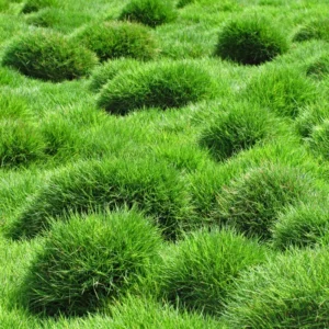 1/8 Lb Zenith Zoysia Grass Seeds For Lawn, Rare Zoysia Seed for Planting, Fresh Zoysia Seeds To Grow Groundcover