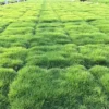 1/8 Lb Zenith Zoysia Grass Seeds For Lawn, Rare Zoysia Seed for Planting, Fresh Zoysia Seeds To Grow Groundcover