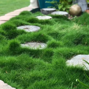 1/8 Lb Zenith Zoysia Grass Seeds For Lawn, Rare Zoysia Seed for Planting, Fresh Zoysia Seeds To Grow Groundcover