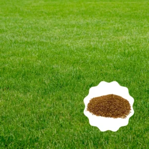 Zenith Zoysia Grass Seeds for Lawn, 10000 Count, Hardy Zoysia Seeds For Planting, Green Zoysia Grass Seeds To Grow