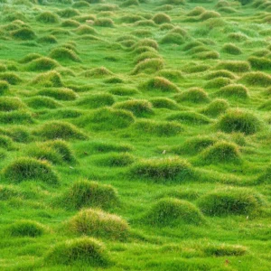 1/8 Lb Zenith Zoysia Grass Seeds For Lawn, Rare Zoysia Seed for Planting, Fresh Zoysia Seeds To Grow Groundcover