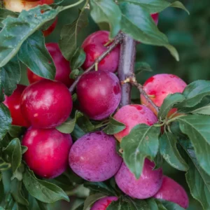 Santa Rosa Plum Tree Live Plant, 2-3 Feet Tall, Sweet Plum Fruit Tree, Plum Plant Live, Come In Pot