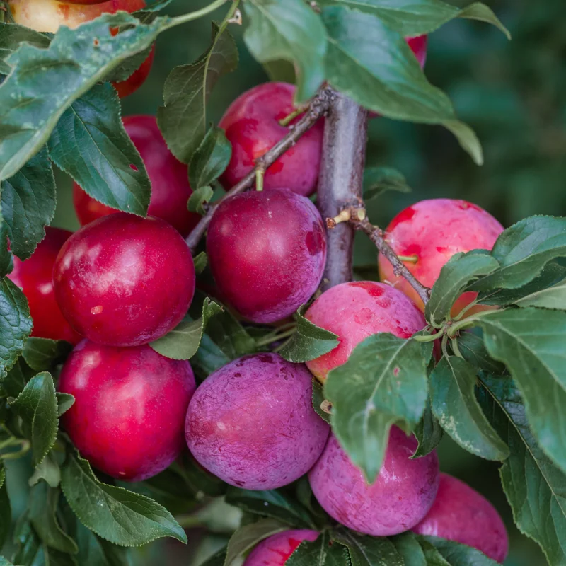 Santa Rosa Plum Tree Live Plant, 2-3 Feet Tall, Sweet Plum Fruit Tree, Plum Plant Live, Come In Pot